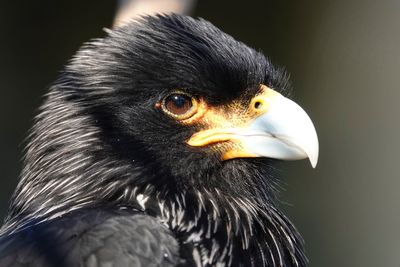 Close-up of a bird looking away