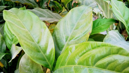 Close-up of fresh green leaves