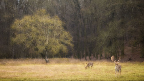 Trees on grassy field