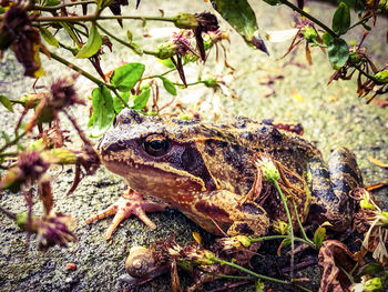 Close-up of lizard on land