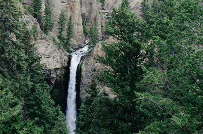 Scenic view of waterfall in forest