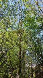 Low angle view of trees