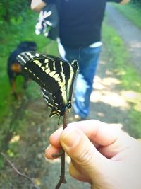 Cropped image of hand holding butterfly