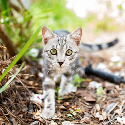 Portrait of a cat on field