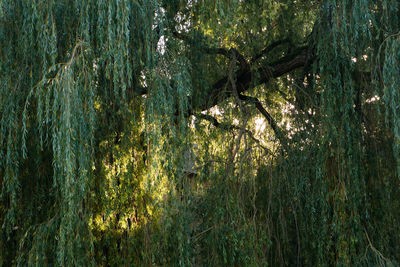 Full frame shot of tree