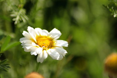 Close-up of white flower