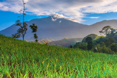 Scenic view of field against sky