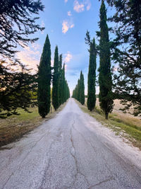 Road amidst trees in toscany