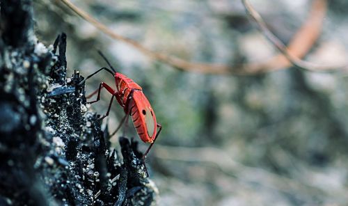 Red cotton bug on rock