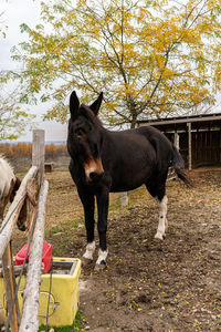 Horse standing on field