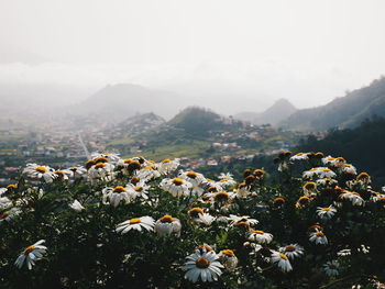 Scenic view of flowering plants against sky