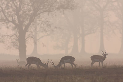 Horses grazing in a field