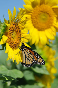 Monarch on sunflower