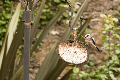 Bird perching on feeder