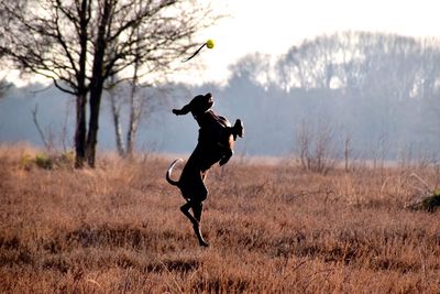 Full length of dog jumping against sky