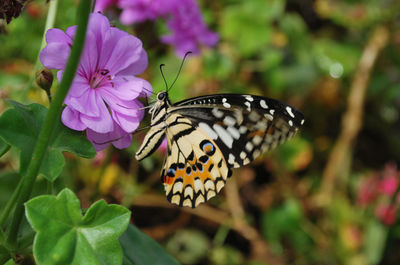 Close-up of butterfly pollinating on purple flower