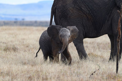 Elephants on field