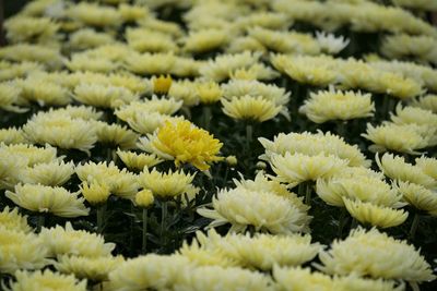 chrysanths