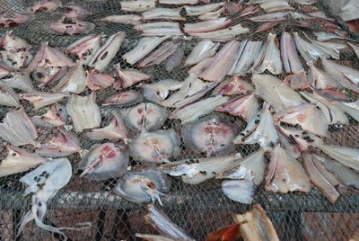Close-up of fish for sale in market