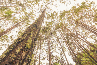 Low angle view of bamboo trees