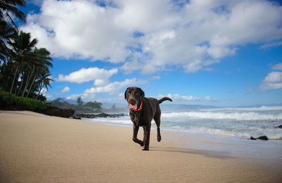 Dog on beach against sky