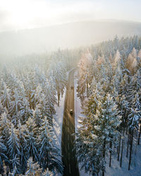 Misty winter road through pine forest in hesse, germany