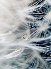 Full frame shot of dandelionseeds