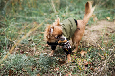 Dog in a field