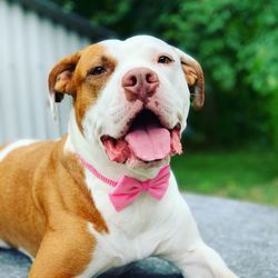 Close-up portrait of dog