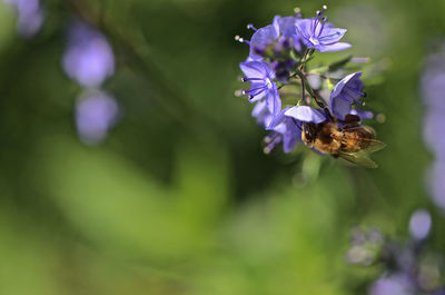 Bee pollinating on purple flower