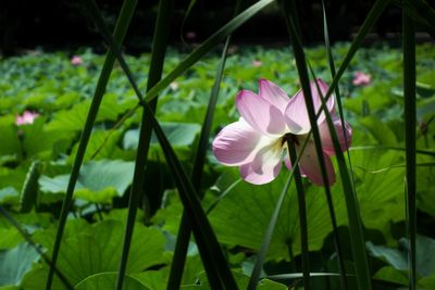 Close-up of pink flowering plants