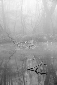 Reflection of bare trees in lake