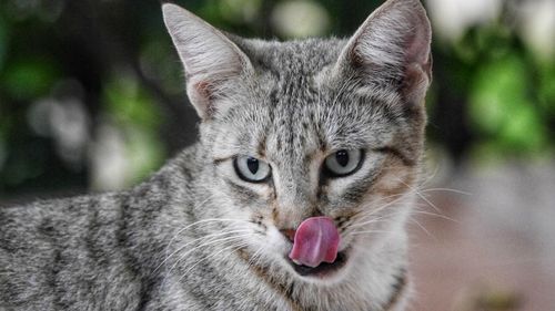 Close-up portrait of a cat