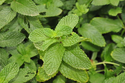 Close-up of green leaves