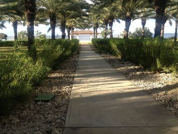 Footpath amidst palm trees in park