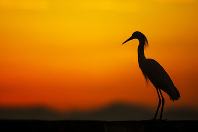 Silhouette bird against orange sky