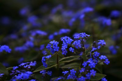 Close-up of blue flowering plant