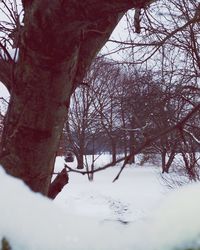 Snow covered trees in winter