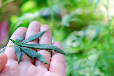 Close-up of hand holding leaves