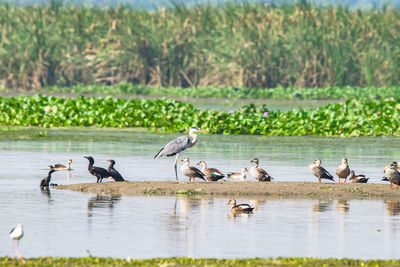 Ducks in a lake