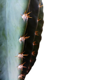 Close-up of succulent plant against white background