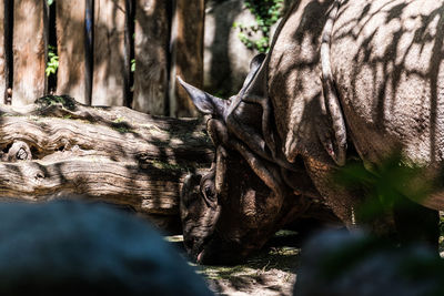 Close-up of horse grazing on tree