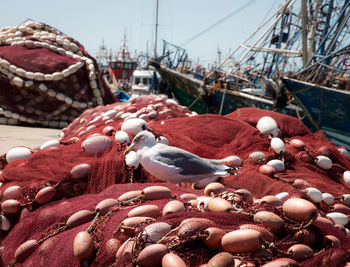 Close-up of seagull perching on fishing net