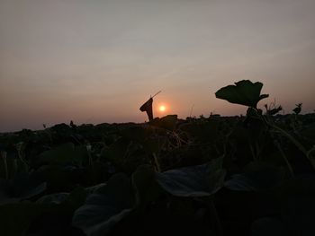 Close-up of flower growing on field against sky during sunset