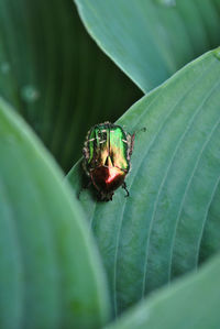 Close-up of insect on leaf