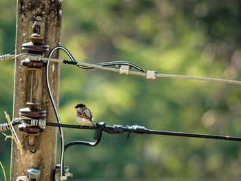 Close-up of barbed wire fence