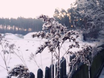 Close-up of snow covered pine tree