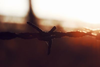 Close-up of spider on web