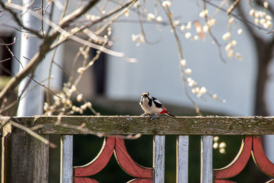Careful great spotted woodpecker on the way to the feed