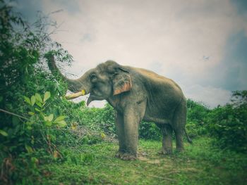 Elephant in farm against sky